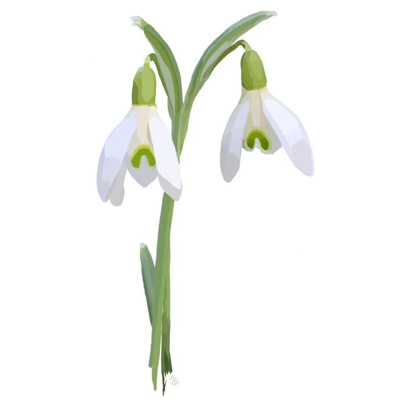 snowdrop