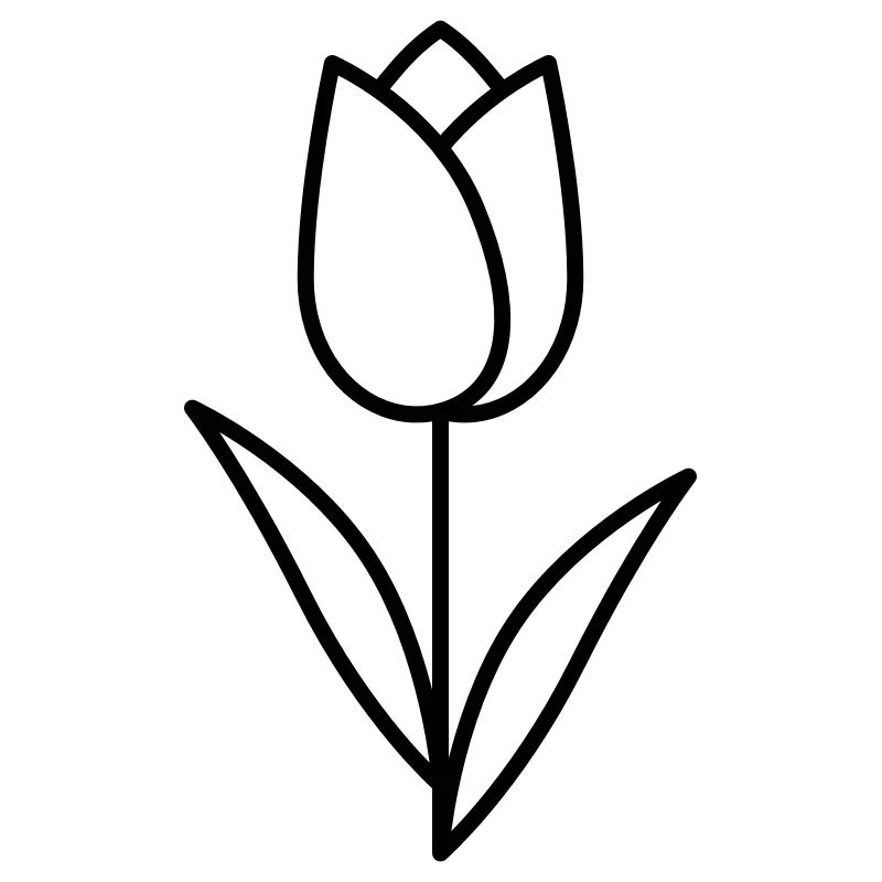 Tulpe