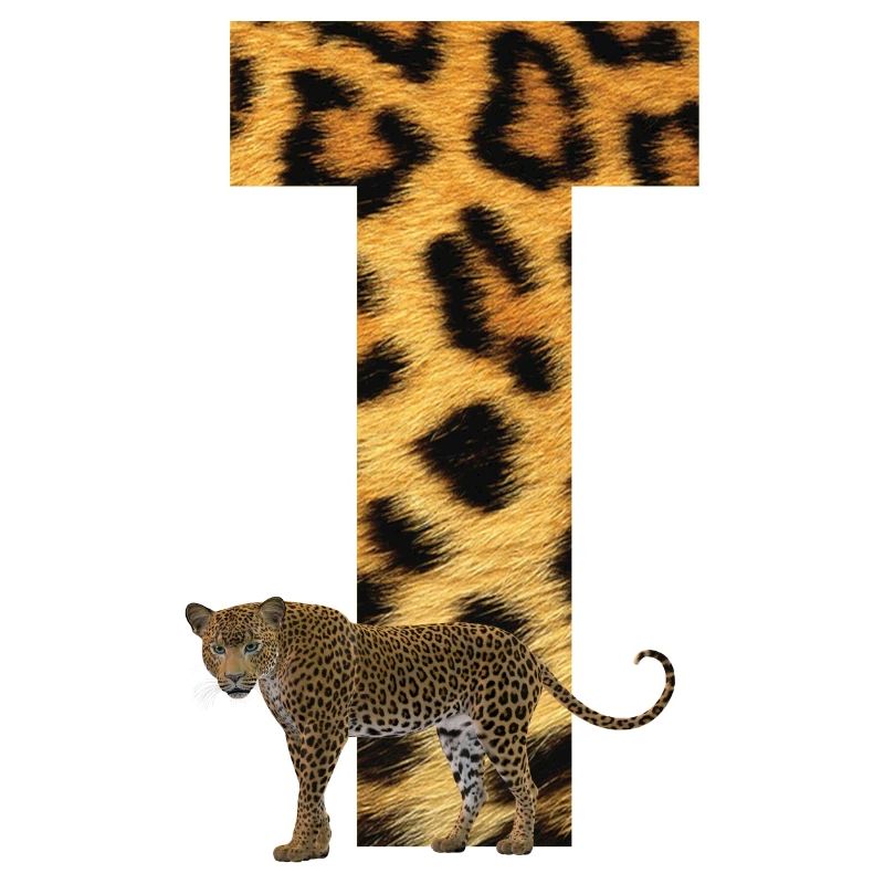 leopard t