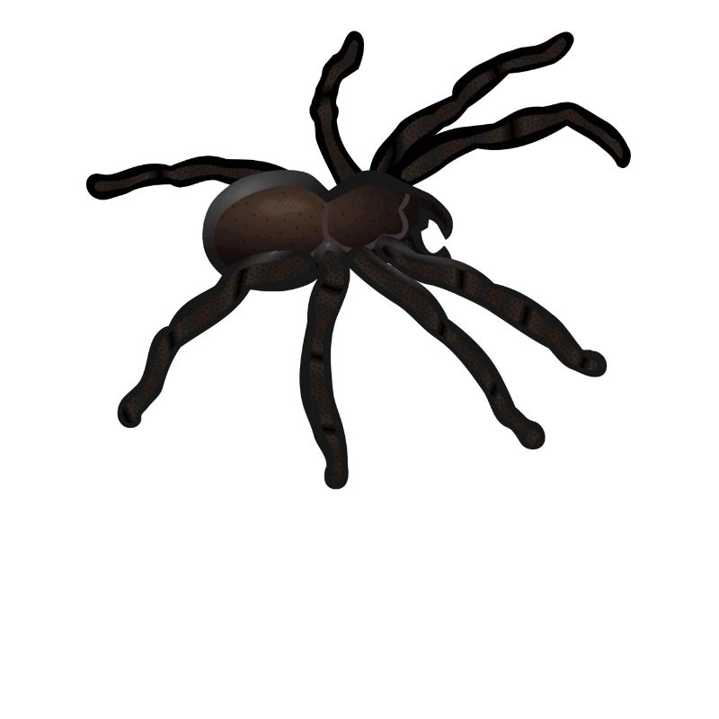 Spinne