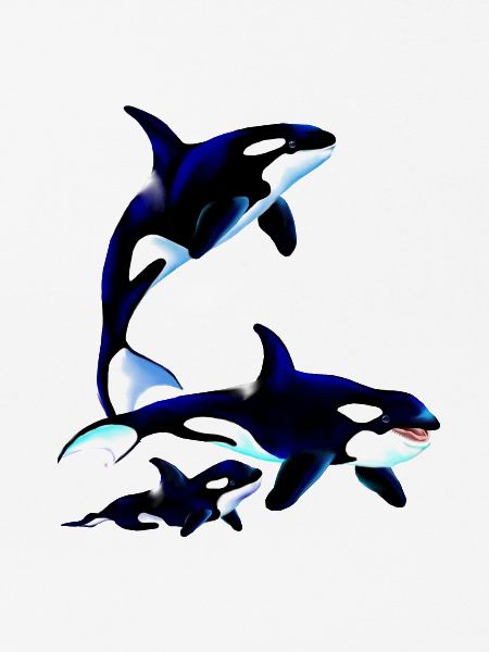 Killer Whale Family
