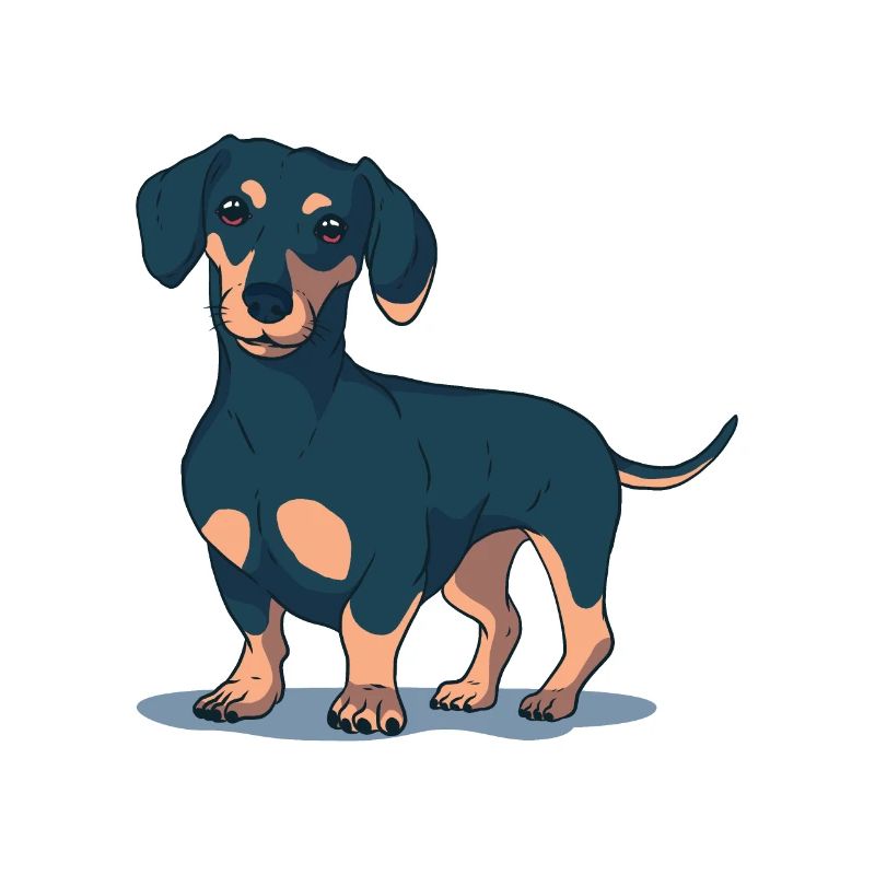 Dachshund Dog