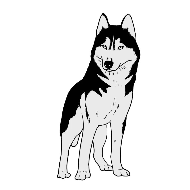Husky Hund