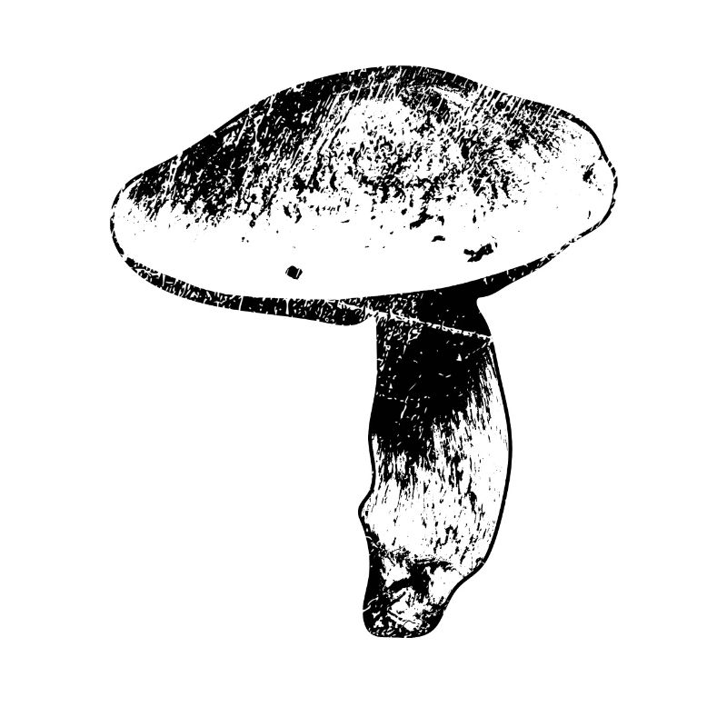 Steinpilz Herrenpilz