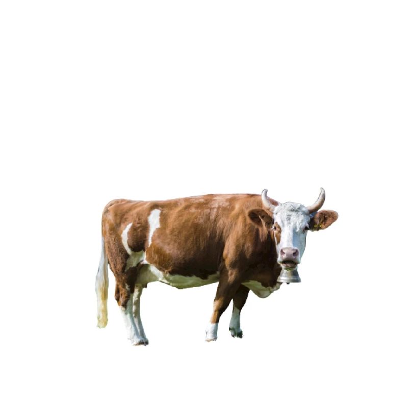 Kuh Geschenk Kinder