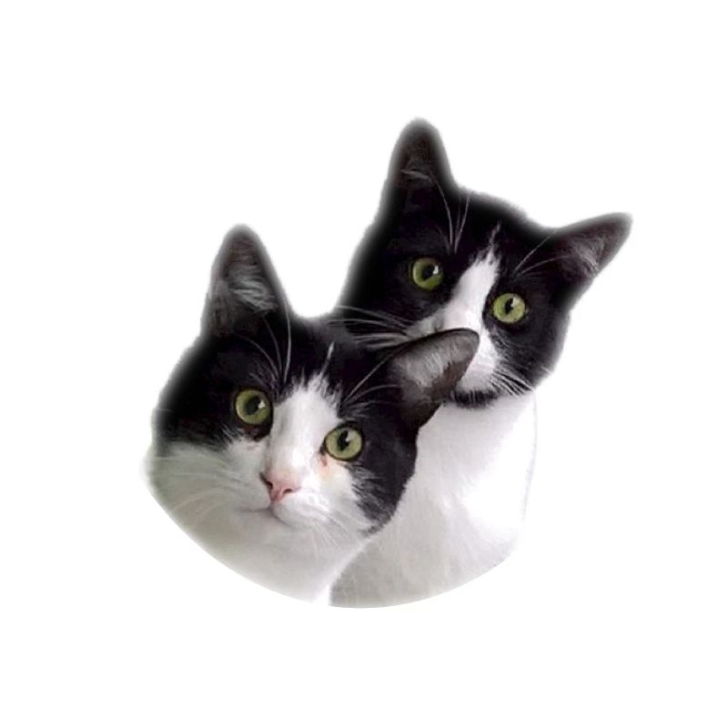 Team Cat