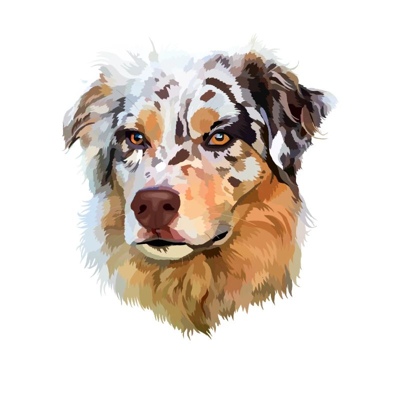 Australian Shepherd