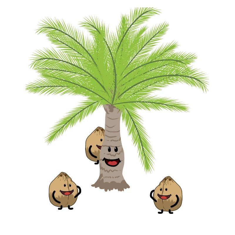Coconut Palm Trees Nut Nuts Botanical