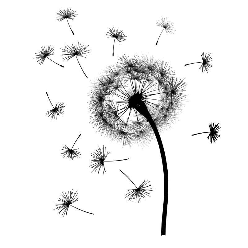 Pusteblume / Löwenzahn