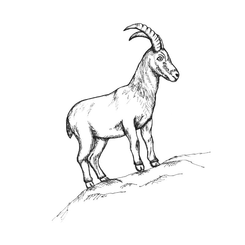 Steinbock