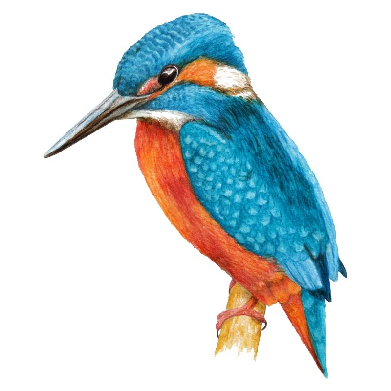 Eisvogel