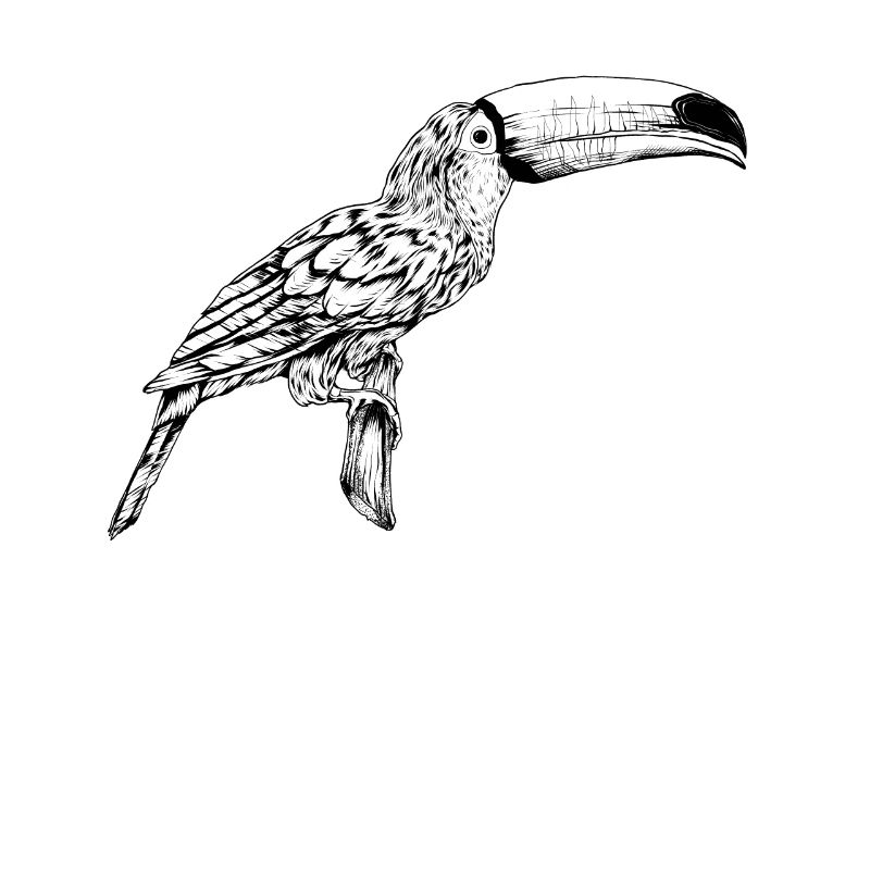 Strichzeichung - Tukan