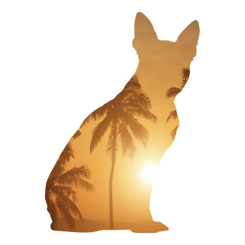 Sommerstrand - Boston Terrier