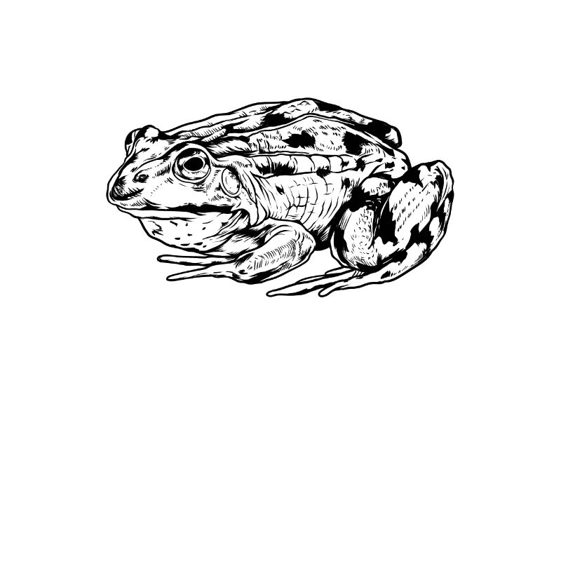 Zeichnung eines Frosch