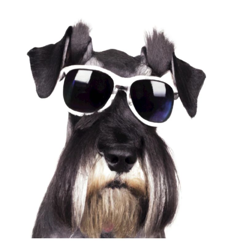 Miniature Schnauzer