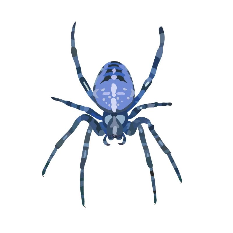 Blue Spider Kreuzspinne