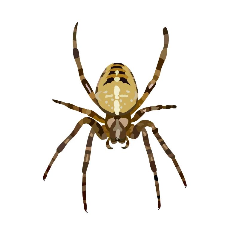 Spinne