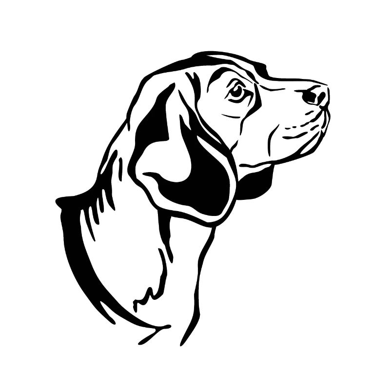 Beagle