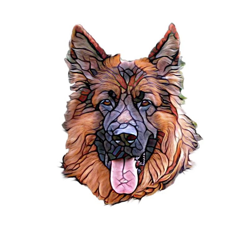 Deutscher Schäferhund Gesicht