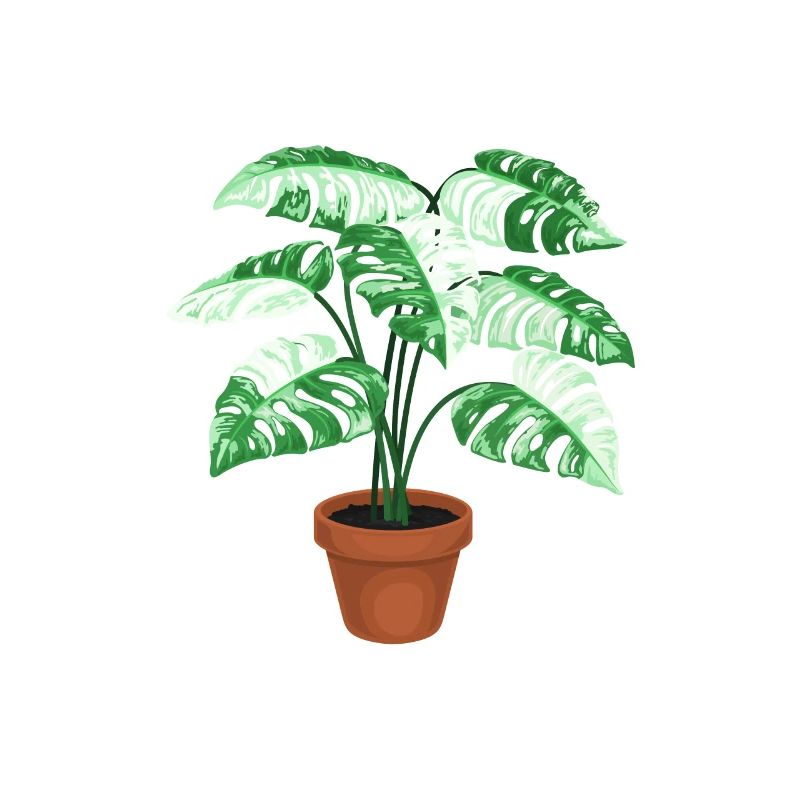Variegated Monstera