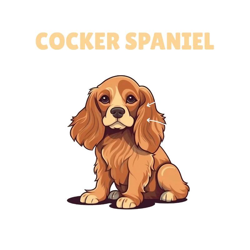 Explication du chien Anatomie d’un cocker