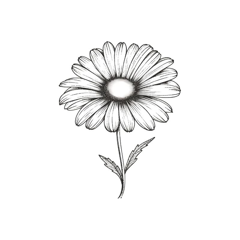Gänseblümchen Sillouetthe