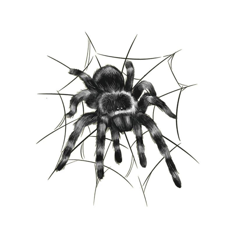 Schwarze Vogelspinne