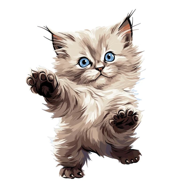Ragdoll