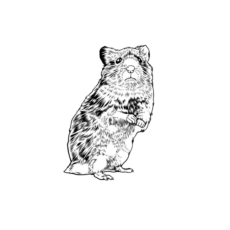 Strichzeichnung - Hamster