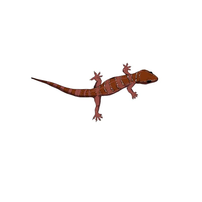 Zeichnung - Bogenfingergecko