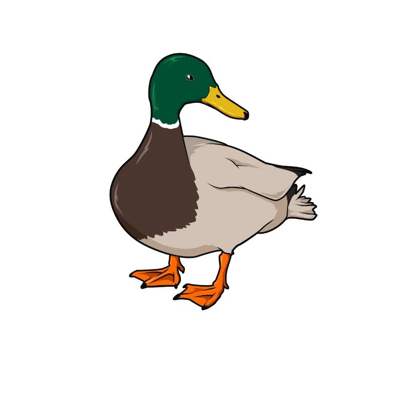 Zeichnung einer Stockente