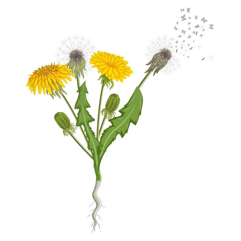 Löwenzahn Pusteblumen Schmetterlinge