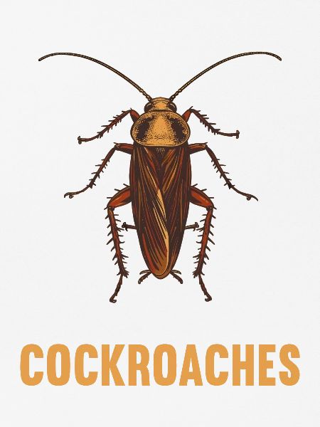 Cockroach Kakerlaken Kakerlake