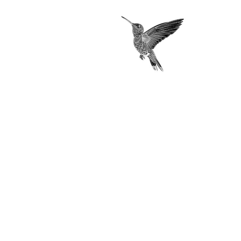 Hummingbird Kolibris Kolibri
