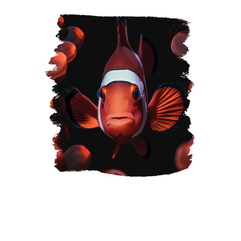 Clownfish Clownfische Clownfisch