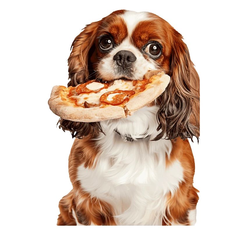 Cavalier King Spaniel