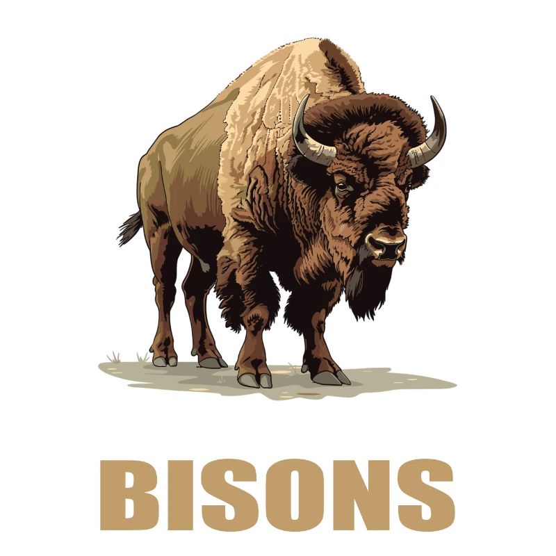 Bisons Bison