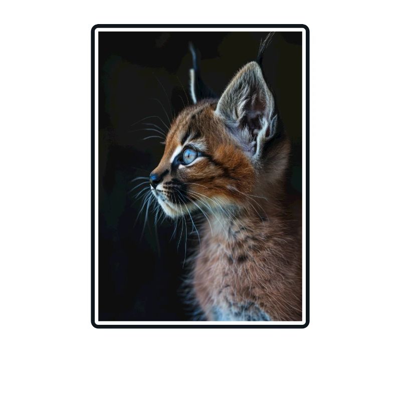 Caracal Karakale Karakal
