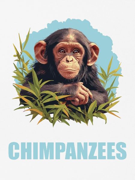 Chimpanzee Schimpansen Schimpanse