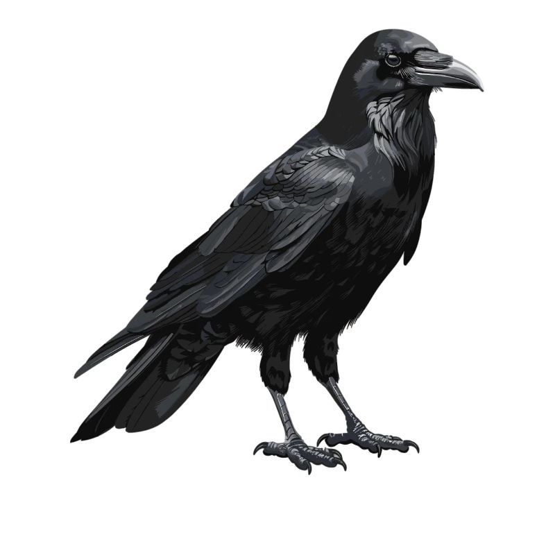 Crows Crow