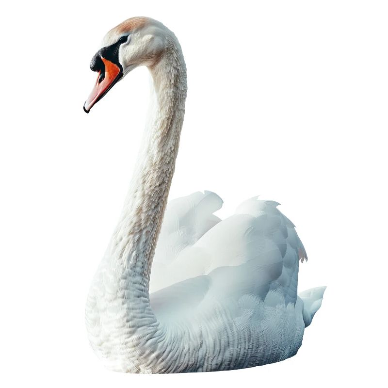 Schwan