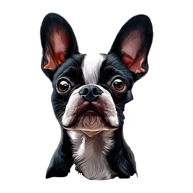 Boston Terrier