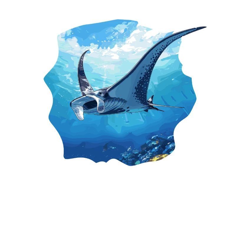 Manta Rays Manta Rays