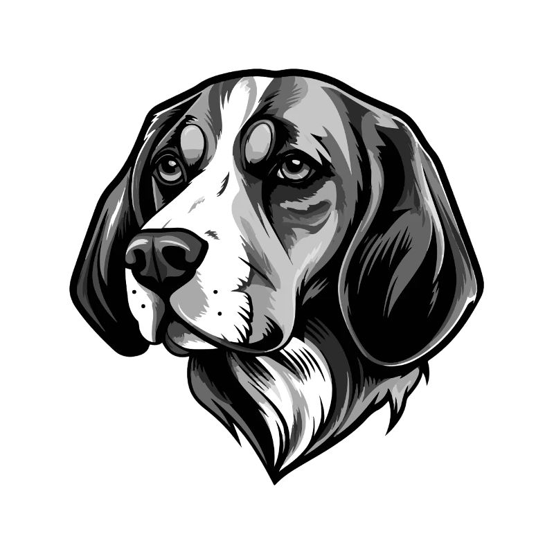 Beagle Hund Kopf