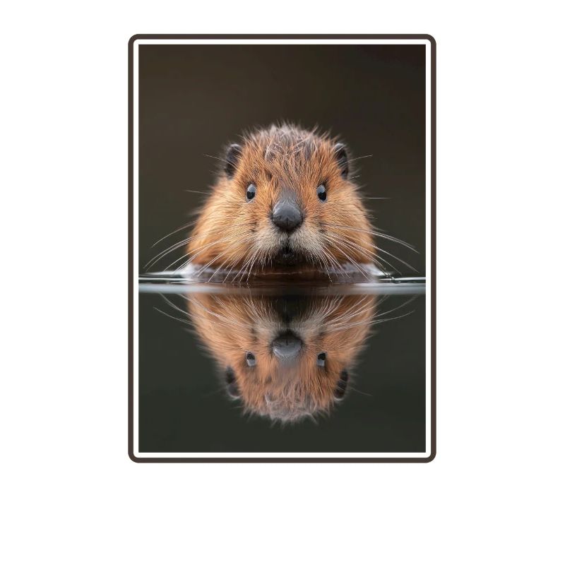 Bisamratten Bisamratte