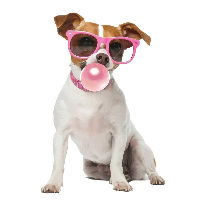 Jack Russell Terrier
