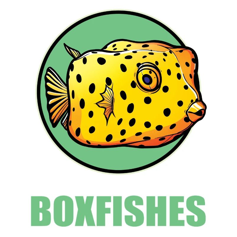 Kofferfische Kofferfisch