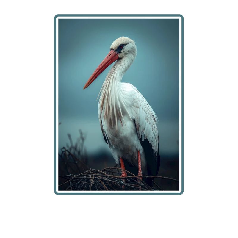 Störche Storch