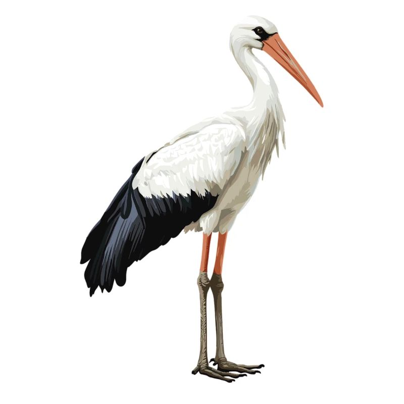 Störche Storch