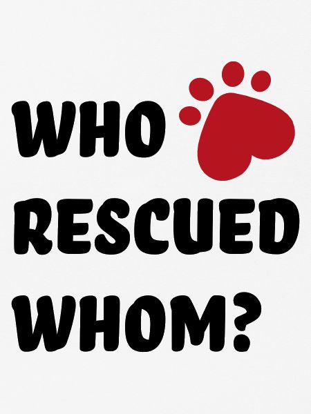 Tierschutz Hund